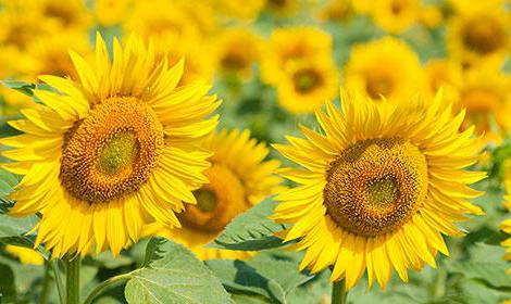 Sunflower growing technology