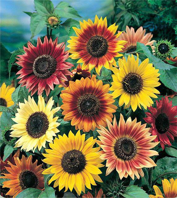 Features of growing sunflower