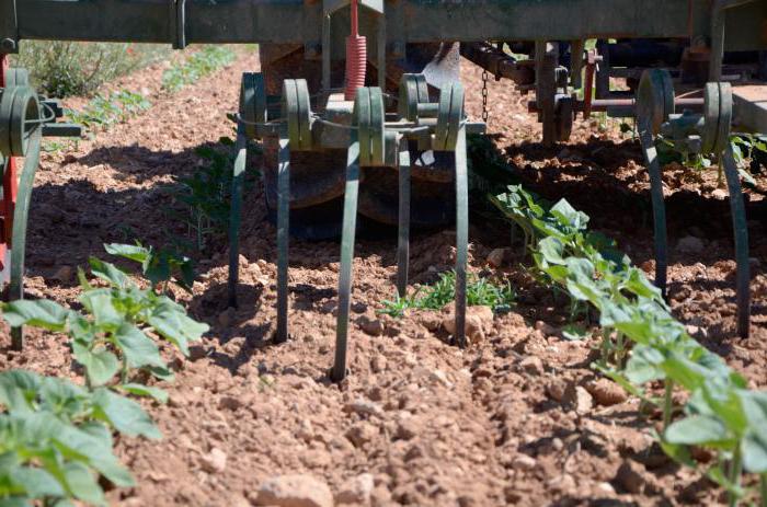 Sunflower cultivation and care