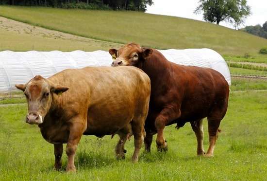 Breeding cattle