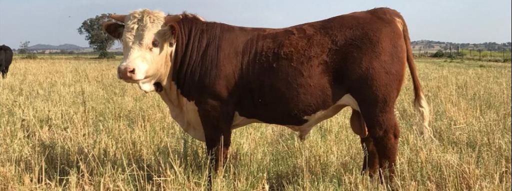 Pedigree cattle in Russia