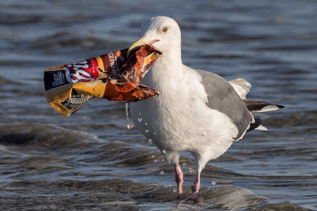 A seagull with garbage in its beak