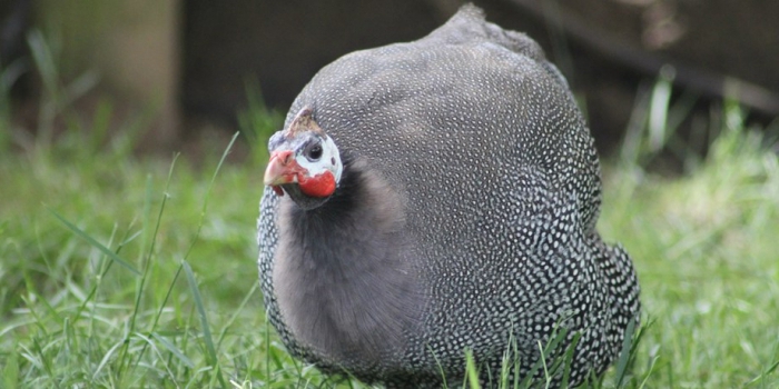 guinea fowl breeding