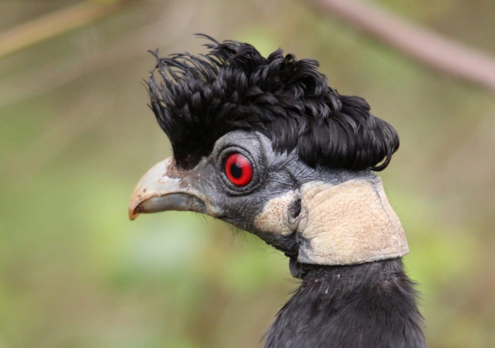 guinea fowl breeding