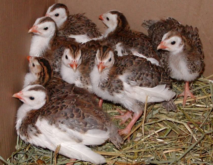 breeding guinea fowl at home in detail
