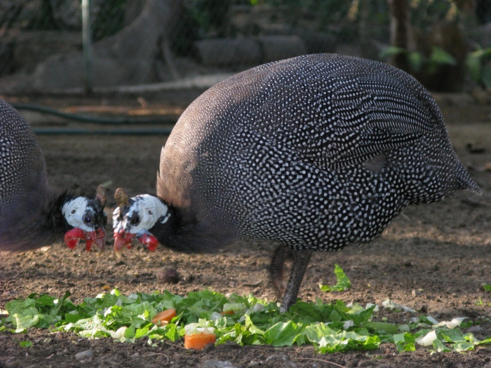 Guinea fowl broiler breeding
