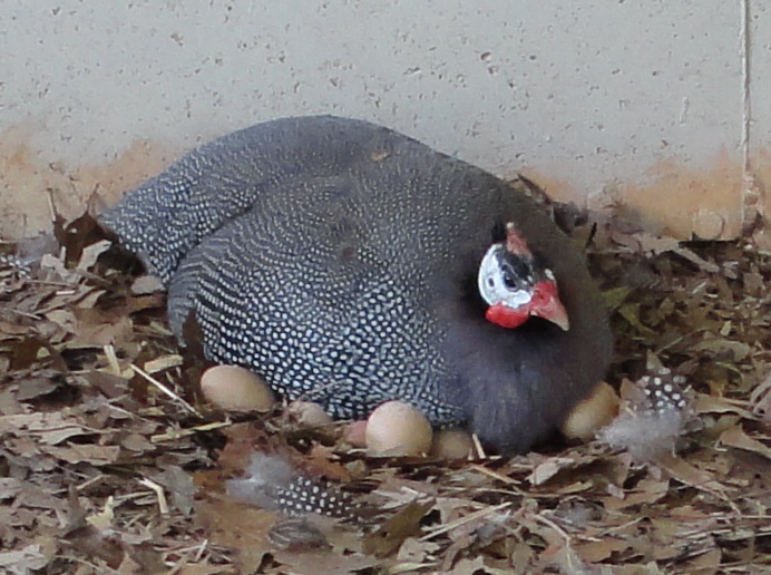 Guinea fowl breeding and maintenance