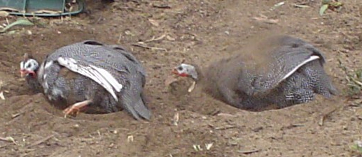 breeding guinea fowl in a private household