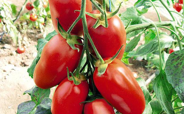 growing tomato seedlings in a greenhouse for sale