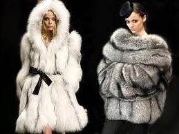 Breeding Chinchillas Breeding Chinchillas