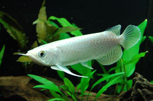 the most expensive fish in the world for food