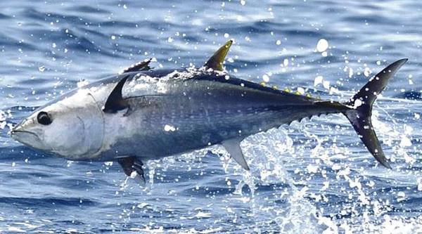 the most expensive fish