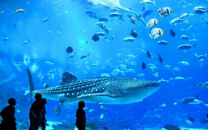  new aquarium in Moscow vdnh