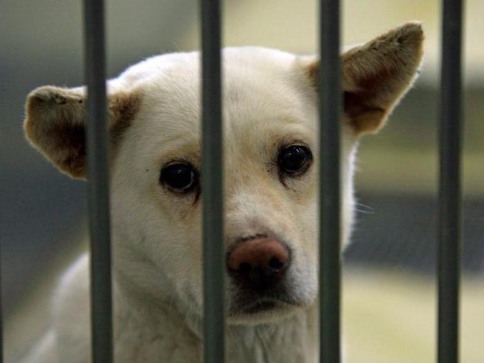 article animal cruelty