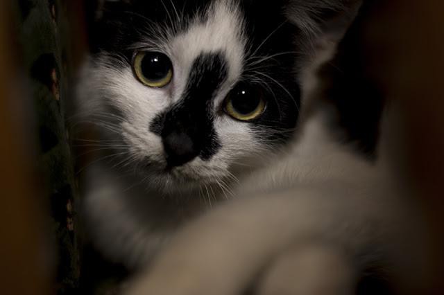 article 245 animal cruelty