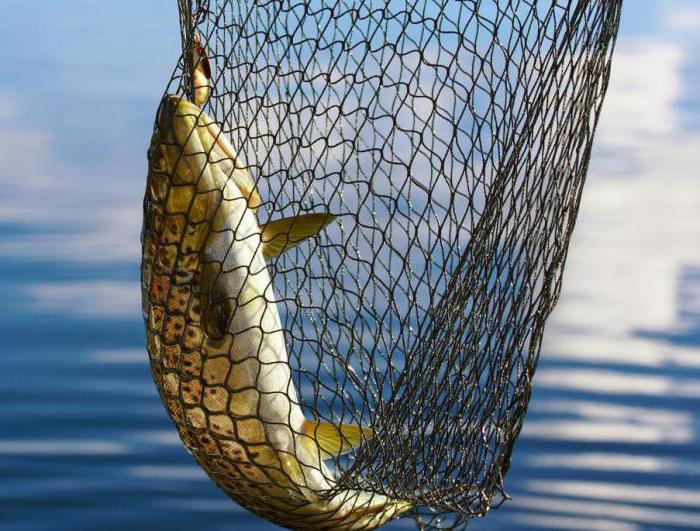 how much is a fine for fishing with nets