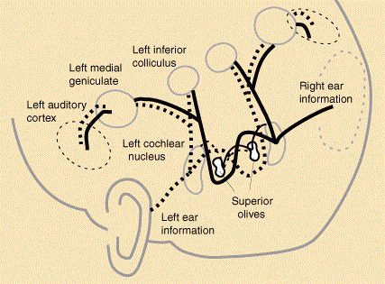 types of presentation of information
