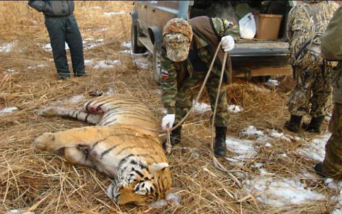 major damage in illegal hunting is determined