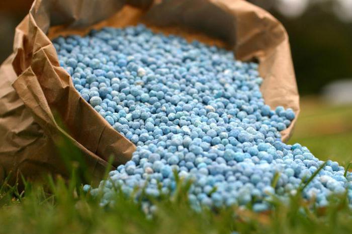 Nitrofoska fertilizer application for potatoes