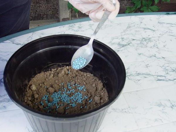 Nitrofoska fertilizer application for strawberries