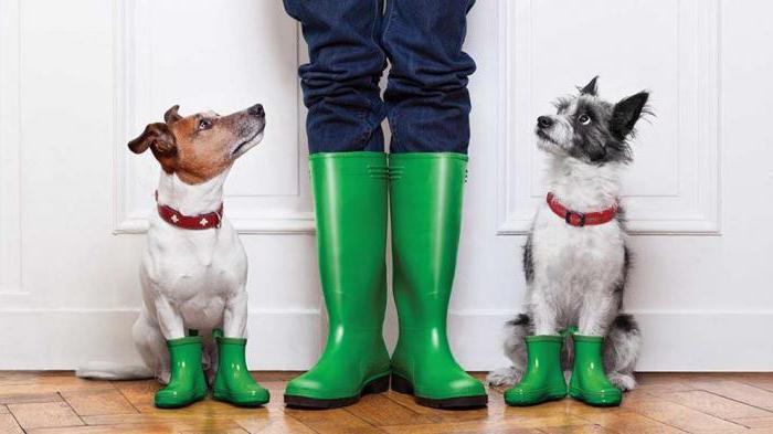 apartment insurance contract