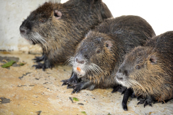 breeding nutria