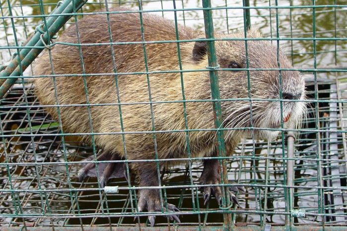 nutria breeding and maintenance