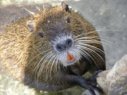 home breeding nutria