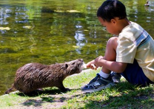 breeding conditions for nutria