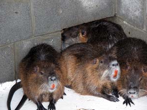nutria breeding breeding content care