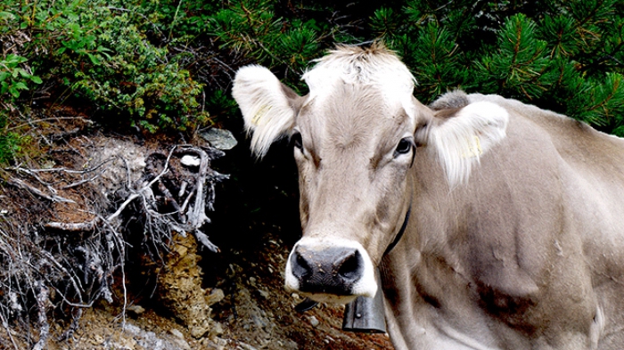 harmful environmental factors