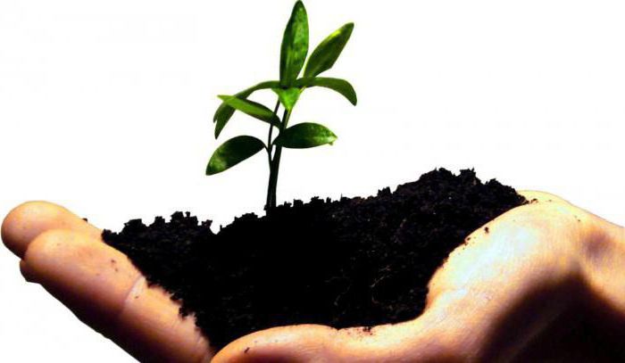 startups with minimal investment in Russia