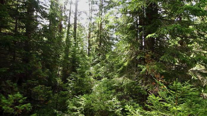 types of coniferous forests