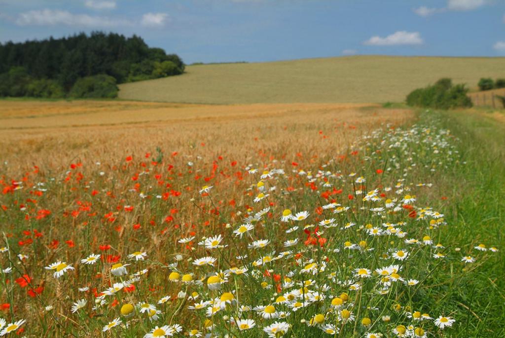 Agreement on the determination of the use of land