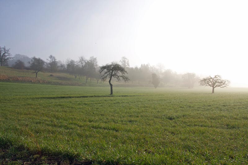 Decision on determining the procedure for using the land
