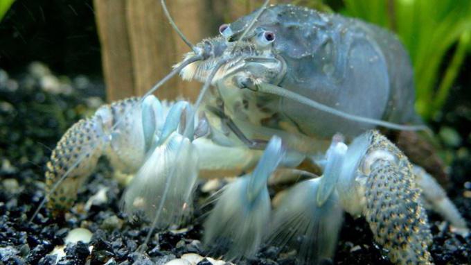 rare types of crayfish