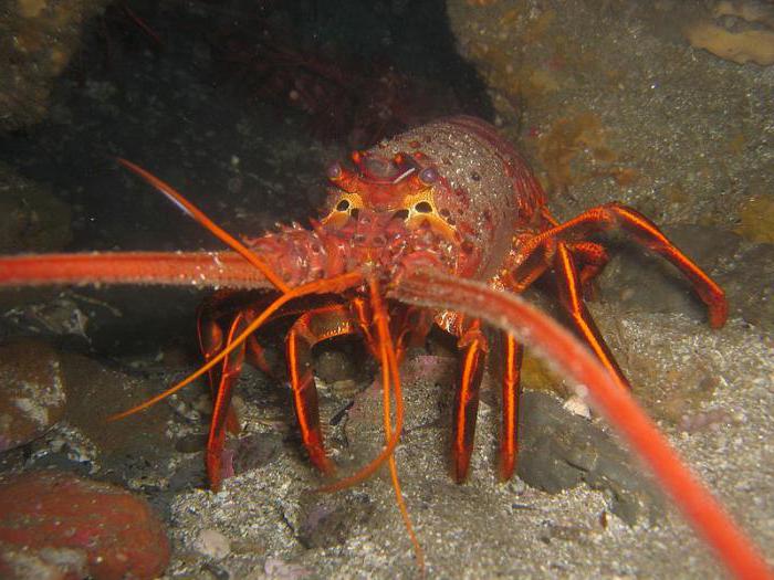 large types of crayfish