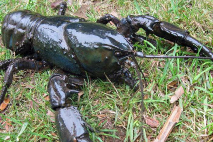 freshwater crayfish species