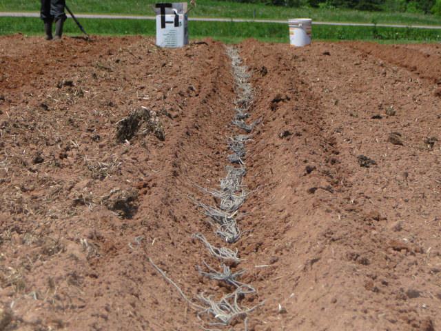  home grown asparagus