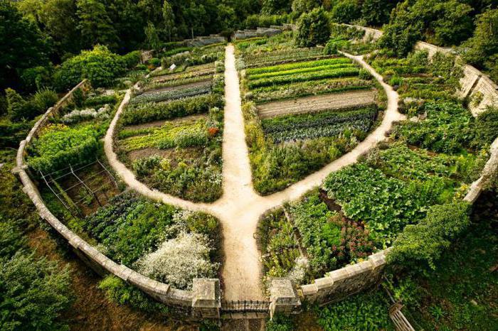 asparagus argentel seed cultivation