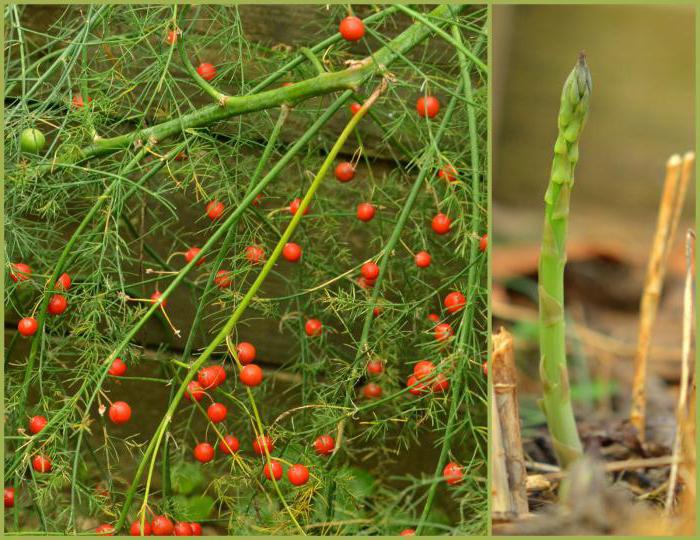 industrial cultivation of asparagus
