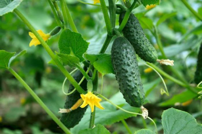 early polycarbonate cucumber varieties