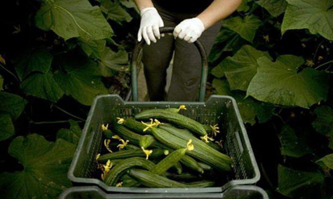  varieties of beam cucumbers for a polycarbonate greenhouse