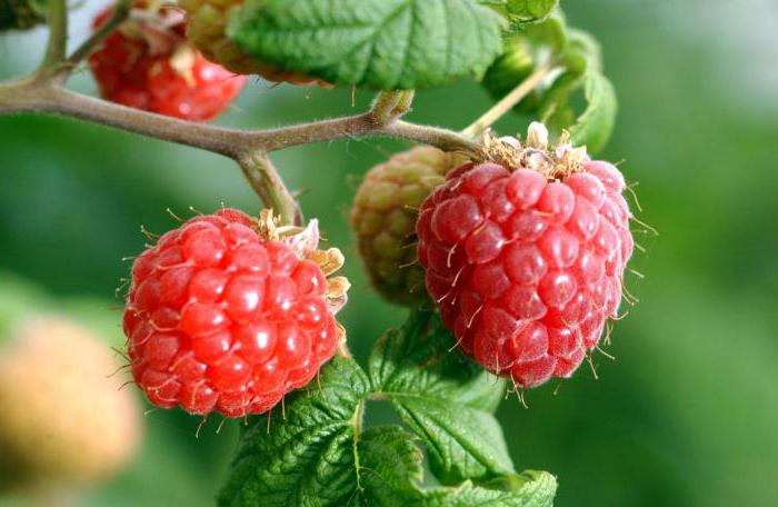 the most profitable business in the village