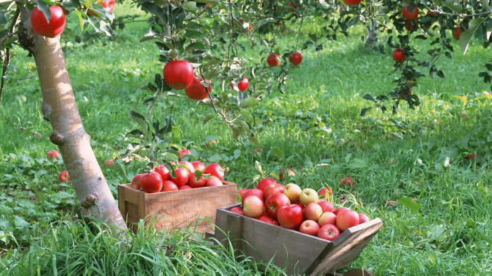 business in the village