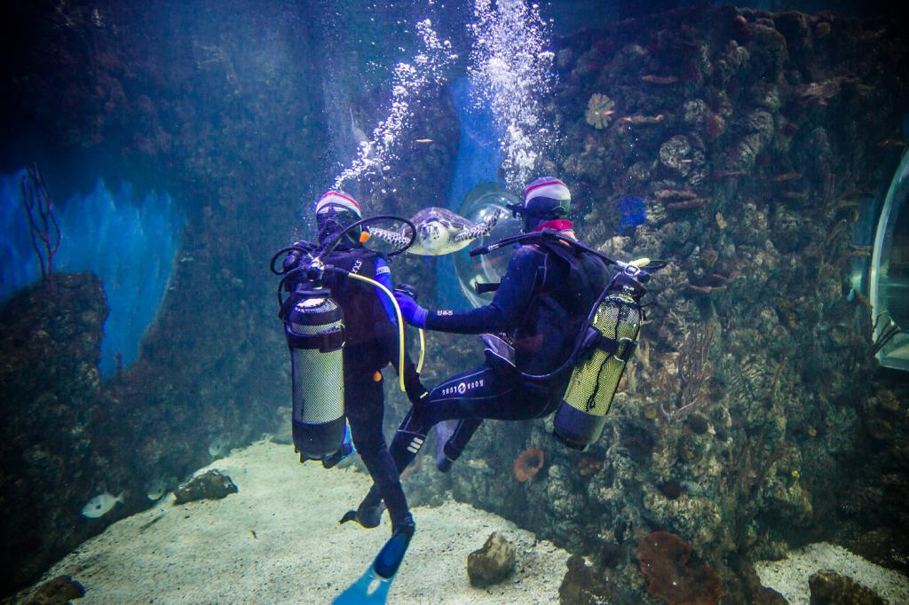 diving in crocus city