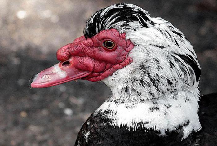 breeding and keeping at home