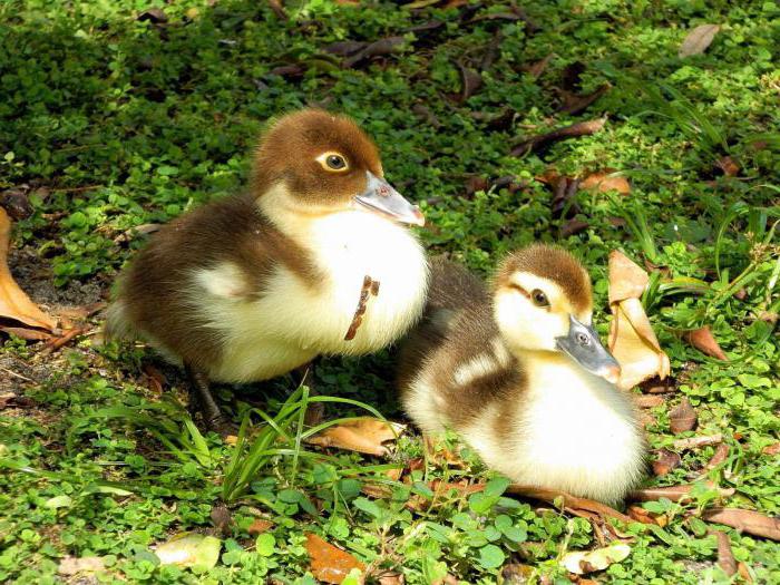 Indoor breeding at home for beginners