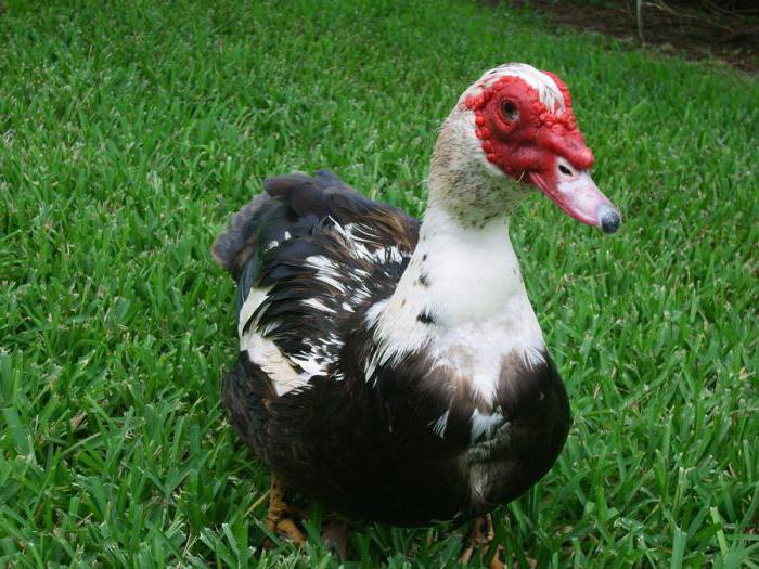 breeding and keeping indolets at home