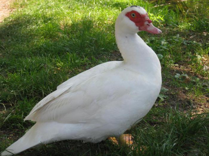 breeding and care of domestic animals at home